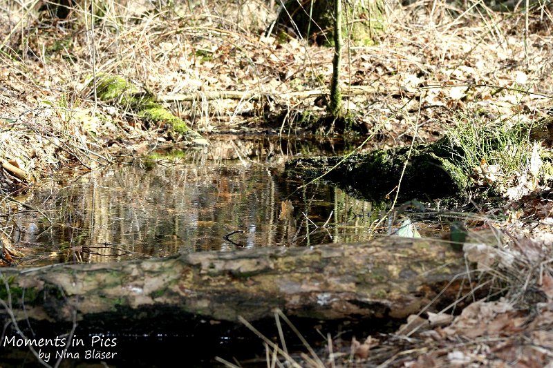 2010-04-02 Airis Blue Volshebny Svet (10).JPG